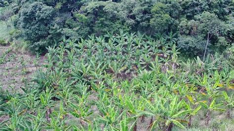 Hectare A Venda Na Zona Rural De Bonito Pernambuco C Rual J