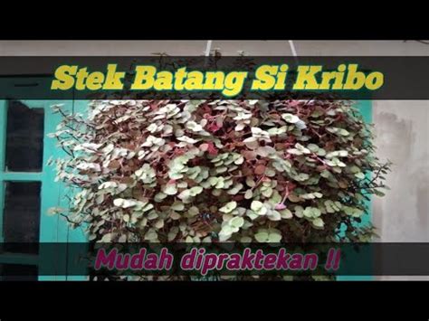 Tips Memperbanyak Tanaman Hias Gantung Kribo Callisia Repens Youtube