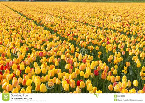 Holland tulip fields stock image. Image of cultivated - 55891839