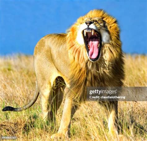 Lion Roaring Front View Photos and Premium High Res Pictures - Getty Images