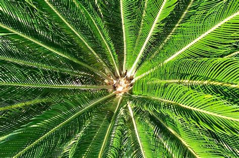 How To Deal With Common Sago Palm Pests Diseases Gardener S Path