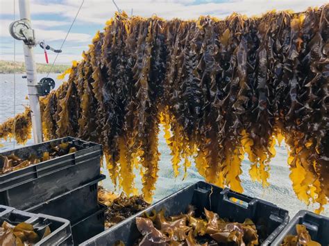 Paper On Deep Ocean Sinking Of Seaweed For Carbon Sequestration