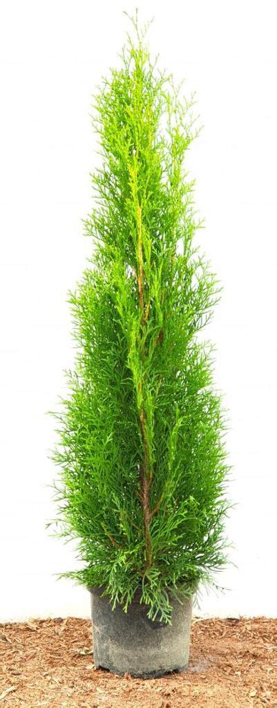 Lebensbaum Smaragd Thuja Occidentalis Kaufland De