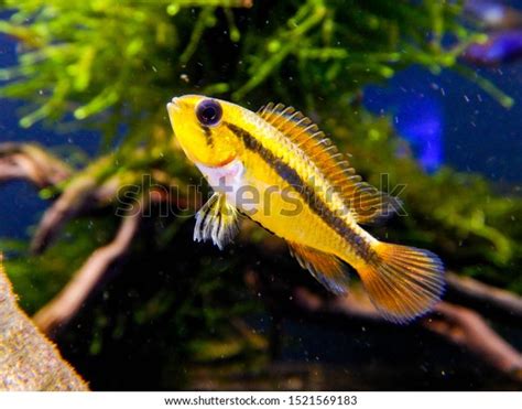 Apistogramma Agassizii Red Female Breeding Stock Photo 1521569183 ...