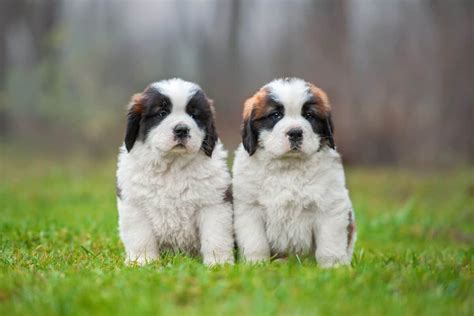 10 Best Saint Bernard Breeders 2024 Updated