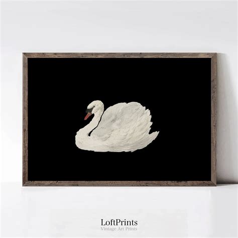 Black Lake Swan Vintage Swan Painting Antique Swan Print - Etsy