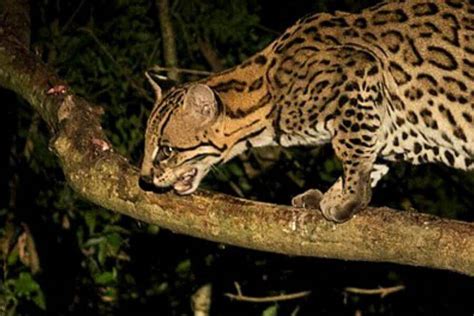 Are Ocelots Dangerous & Do They Attack? (How To Handle It)