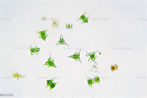 Freshwater Aquatic Plankton Under Microscope View In Laboratory Stock