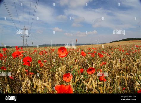 Flanders poppy Fields Stock Photo - Alamy