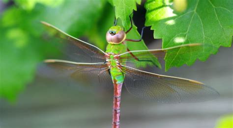 GetawayMoments: Green Darner Dragonfly