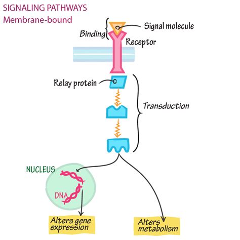 Cell Biology Glossary Receptors Overview Ditki Medical