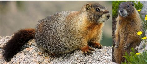 The Types Of Rodents Found In Montana Nature Blog Network