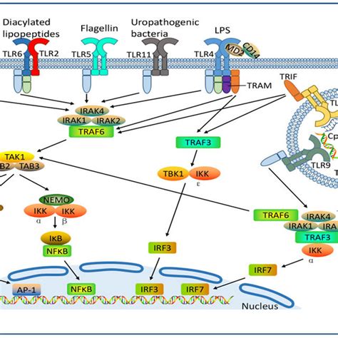 Tlr Ligands And Tlr Signaling Pathways Cell Surface Tlrs Including Download Scientific