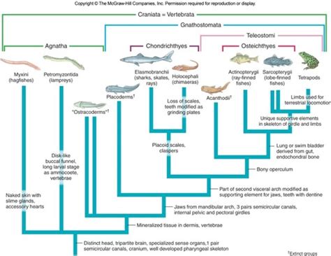 Cartilaginous Fish Flashcards | Quizlet