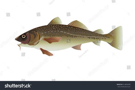 Atlantic Cod Fish Vector Illustration Royalty Free Stock Vector