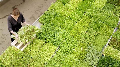 Vertical Farming in der Stadt Vapiano Gründer will das deutsche