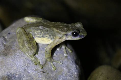 华南湍蛙：五峰后河国家级自然保护区 中国自然保护区生物标本资源共享平台