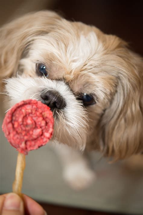 Shih Tzu Dog Treats Pet Photography Best Friend