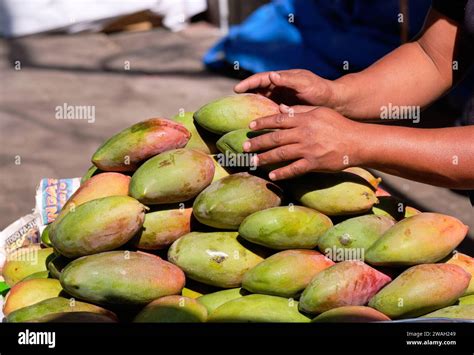 Mangos Mexico Hi Res Stock Photography And Images Alamy