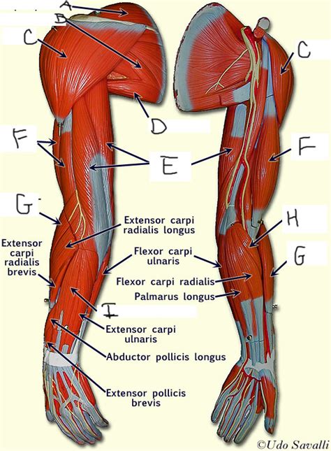 Final Lab Diagram Quizlet