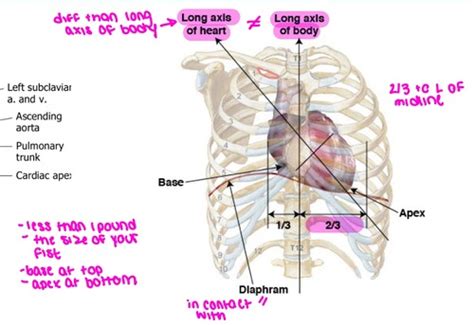 Cardiovascular A P Flashcards Quizlet