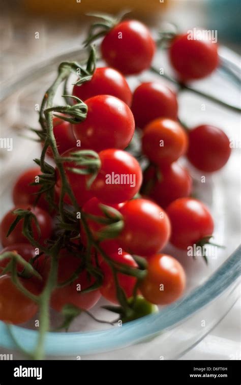 Home Grown Cherry Tomatoes On The Vine Stock Photo Alamy