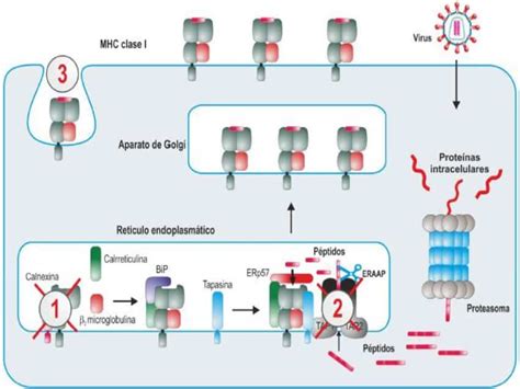 Mecanismos De Evasi N Inmunitaria Virales Y Bacterianos Paradigmia