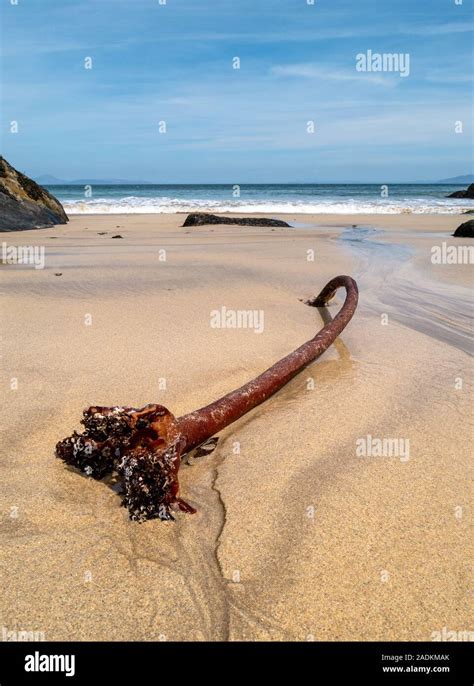 Washed Up Sea Kelp Hi Res Stock Photography And Images Alamy