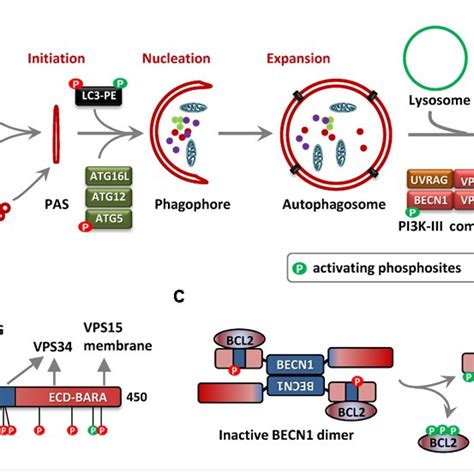 Autophagy And Beclin 1 Becn1 Phosphorylation A The Scheme