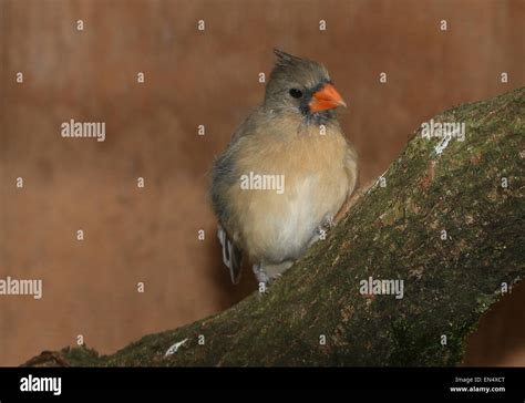 Female Northern Or Red Cardinal Cardinalis Cardinalis Stock Photo Alamy