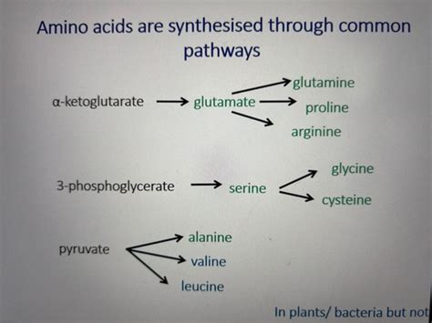 Amino Acids And Nitrogen Metabolism Flashcards Quizlet