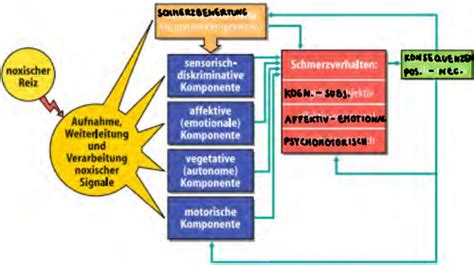 Biologische Psychologie Schmerz Und Rehabilitation 15 VL