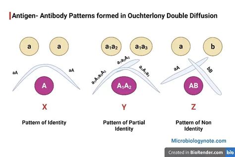 Ouchterlony Double Immunodiffusion Method Method Ionic Bonding Doubles