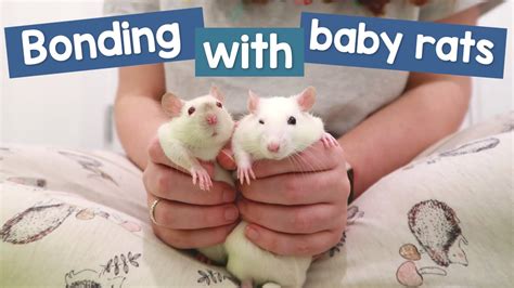 How I bond with new baby rats | Their first week home – HousePetsCare.com