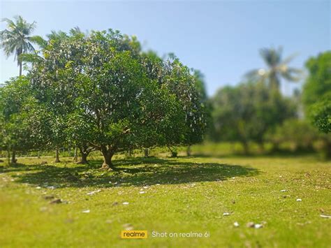 Mango Farm Lot For Sale Id Philx Pat Real Estate