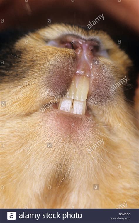 Rabbit Teeth Close Up High Resolution Stock Photography And Images Alamy