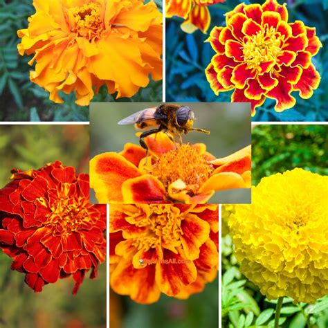 Tagetes Marigold Benefits And Uses Discover The Ts Of This Powerful Plant