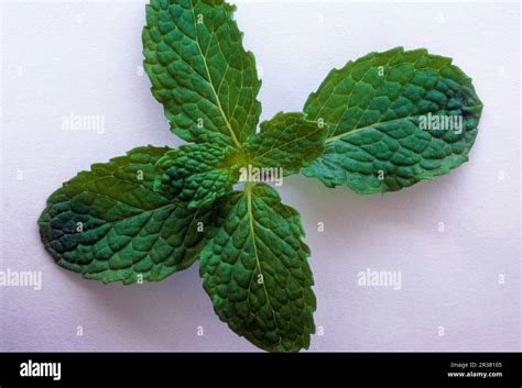 Indian Mint Tree