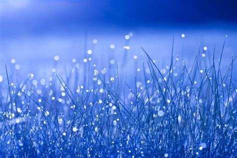 Blue Grass Wallpapers Top Free Blue Grass Backgrounds Wallpaperaccess