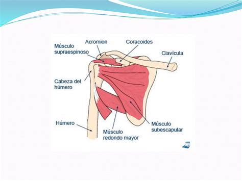 Anatomia Del Hombro PPT Descarga Gratuita