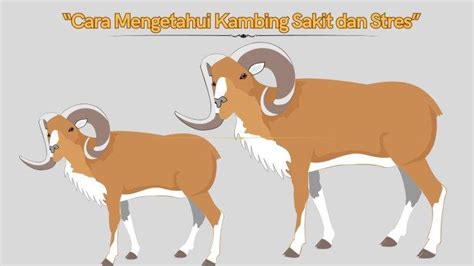 Cara Mengetahui Kambing Sakit Dan Stres Kenali Sebelum Beli Hewan