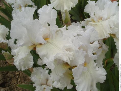 Ирис бородатый: сорта, фотографии