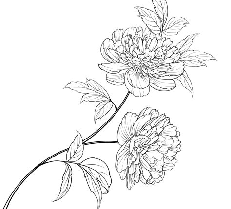 Peony Flower Coloring Page