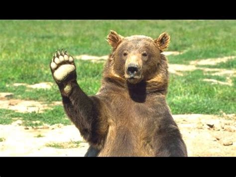 Funny Grizzly Bears | www.pixshark.com - Images Galleries With A Bite!