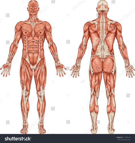 Muscular System Anatomymuscles Of The Anterior Abdominal