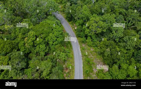 AMAZON TROPICAL JUNGLE, GREEN TREES Stock Photo - Alamy