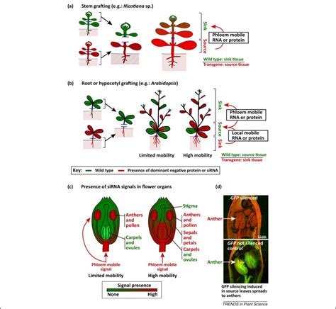 Phloem Mobile Signals Affecting Flowers Applications For Crop Breeding