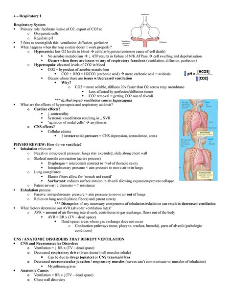 4 Respiratory Patho I 4 Respiratory I Respiratory System Primary