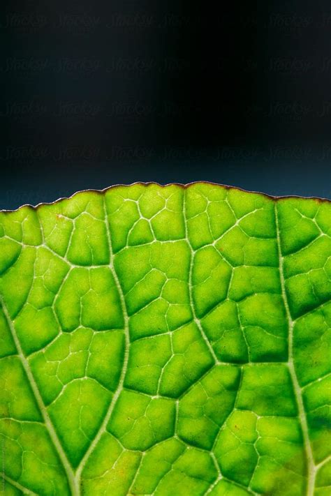 Close Up Of A Green Leaf With Copyspace On Top By Stocksy