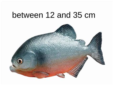 The Size and Anatomy of Piranha - Piranha Guide